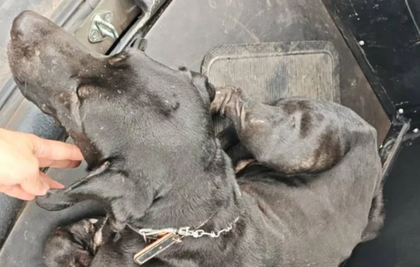 Maus-tratos a cachorro em MG