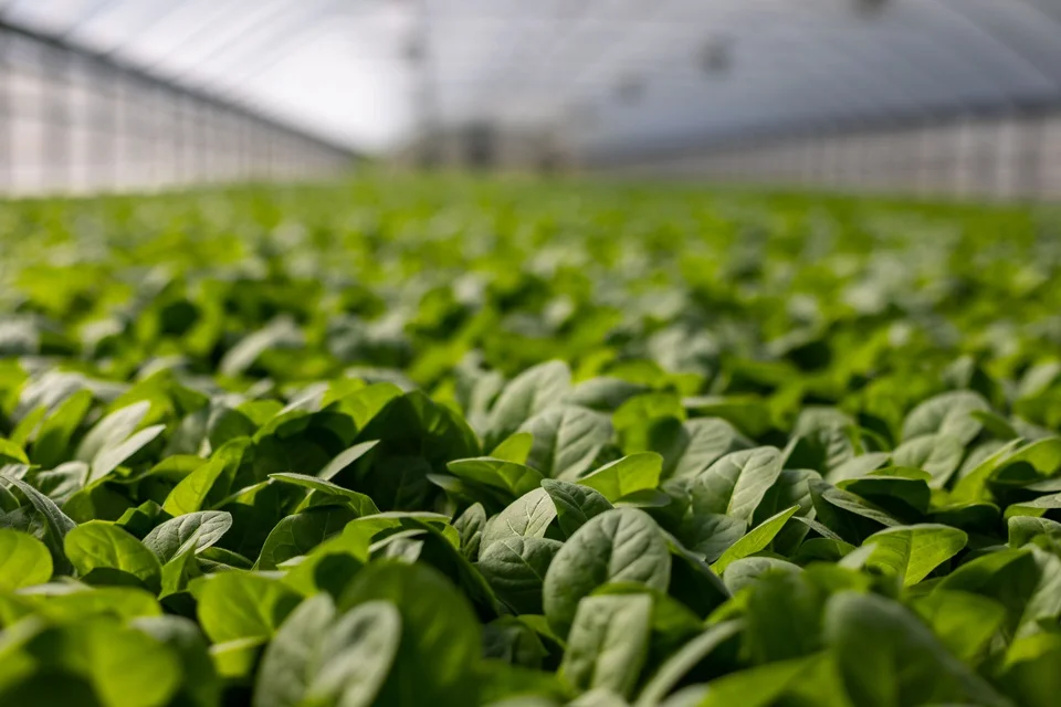 <b>Agricultura regenerativa</b> – O Whole Foods apontou a preocupação com o meio ambiente como a prioridade de sua clientela, que deve optar por marcas que buscam promover o sequestro de carbono <b>Agricultura regenerativa</b> – O Whole Foods apontou a preocupação com o meio ambiente como a prioridade de sua clientela, que deve optar por marcas que buscam promover o sequestro de carbono