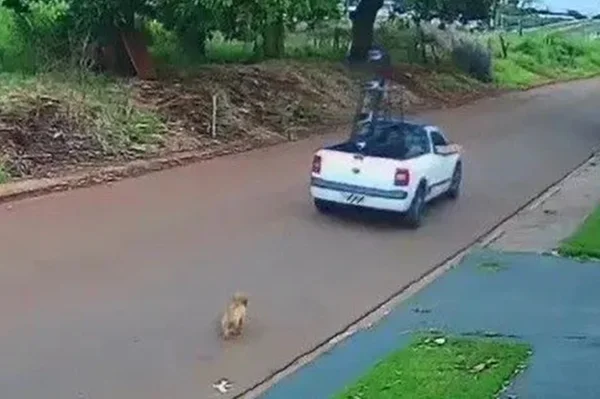 Cachorro corre atrás de um carro branco após ser abandonado em Maringá (PR)