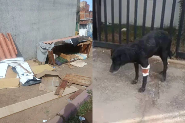 Homem destrói casinha comunitária e deixa pit-bull atacar cão cego