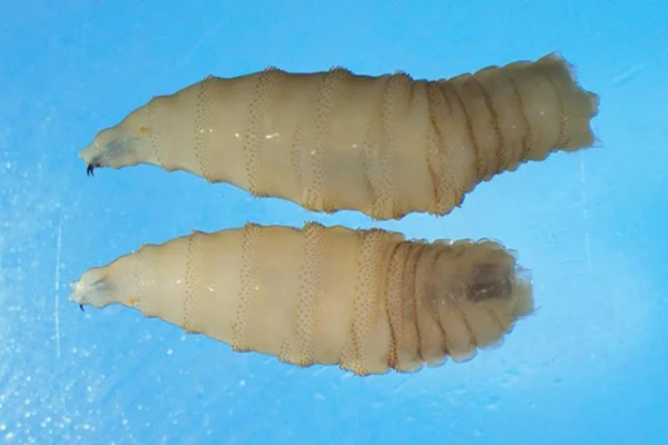 A mosca-varejeira-do-novo-mundo é uma mosca que deposita seus ovos em feridas abertas e aberturas do corpo, como olhos, orelhas, nariz, boca ou genitais.