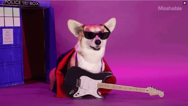 Em vídeo fofinho, corgi veste guarda-roupa icônico de Doctor Who