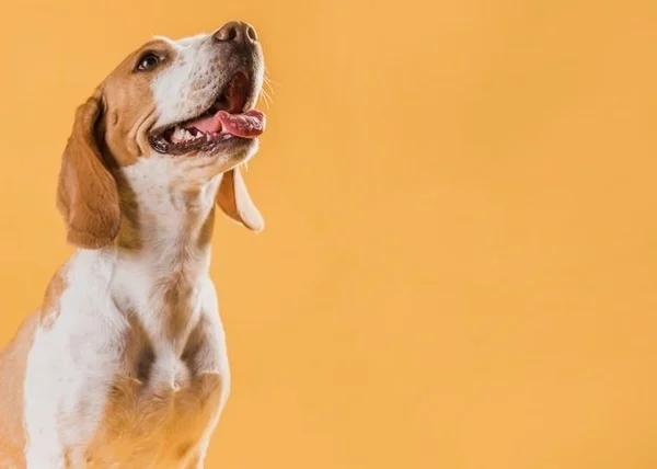 4 dicas para entender os sinais do seu cachorro