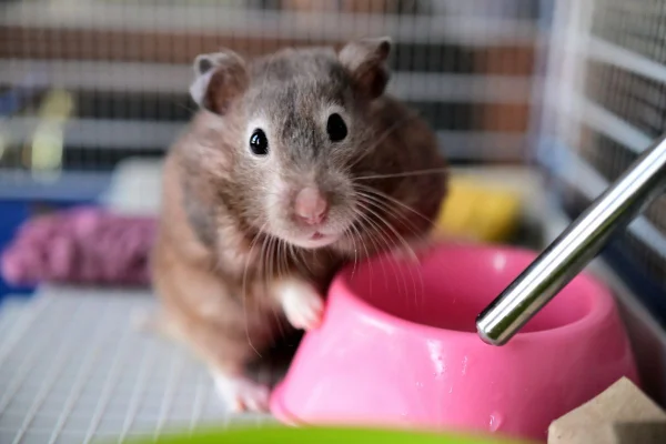 foto colorida hamster