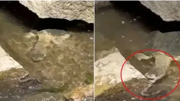imagem colorida de tartaruga atacando cobra - Metrópoles