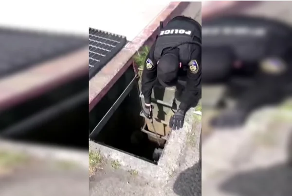 Filhotes de pato são resgatados por policiais