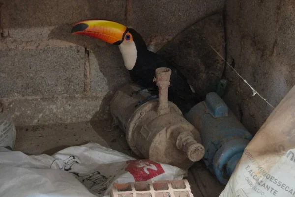 Por que o número de aparições de animais silvestres explodiu no DF