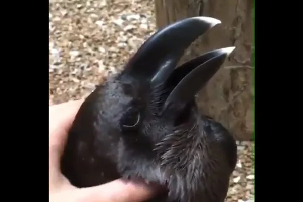 É um corvo? É um coelho? Vídeo viral deixa (de novo) internet confusa