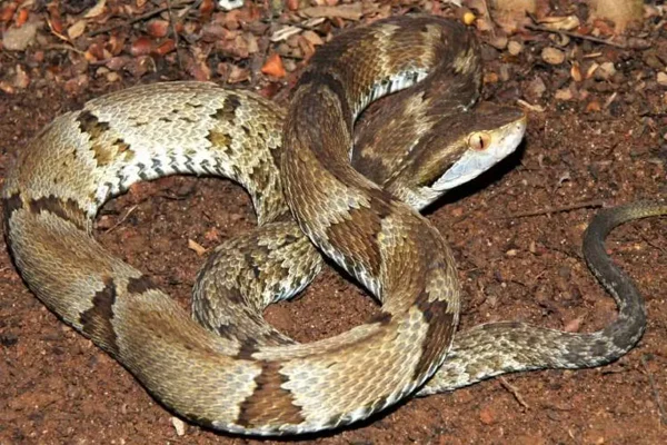 cobra jararaca