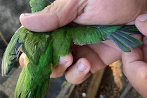 Em São José dos Campos, homem é autuado por maus-tratos a aves - Metrópoles