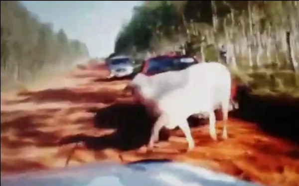 Foto de jovem e sua vaca dormindo abraçados comove a internet