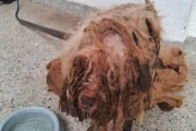 Juiz reconheceu o cachorro Scooby como parte de processo e condenou tutora