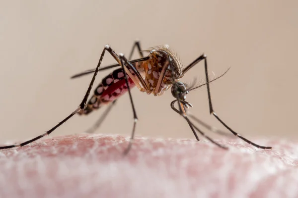 Close de um mosquito da febre amarela picando a pele humana. É um culicídeo vetor de malária, febre amarela, chikungunya, dengue e zika vírus no Brasil, conhecido localmente como mosquito da dengue.