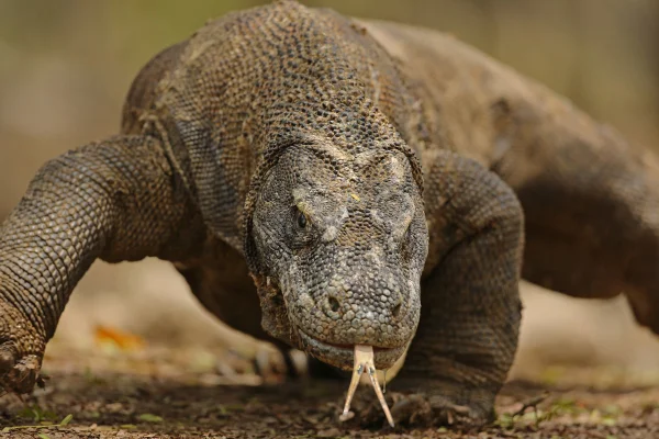Foto colorida de dragão-de-komodo, o maior lagarto do mundo - Metrópoles