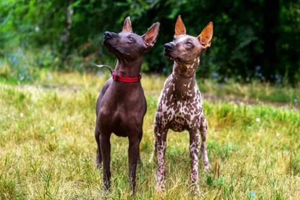 Cachorro pelado mexicano