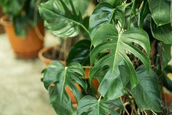 Urban jungle em alta: 5 plantas que crescem rápido para ter em casa