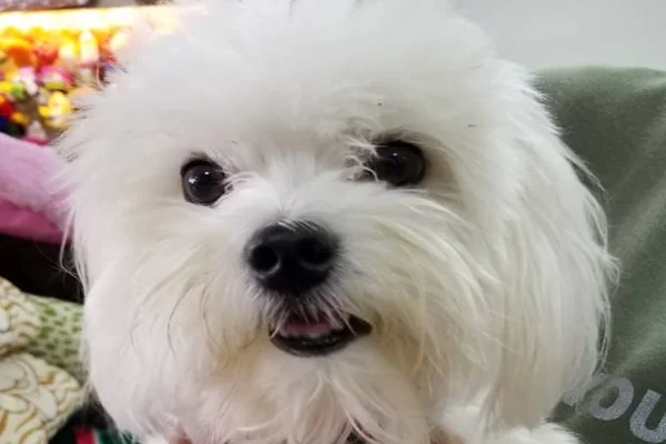 Necrópsia aponta que cachorro morto em pet shop foi mordido por cão maior