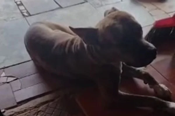 Pit-bull - Metrópoles