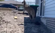 O animal atingiu o pai com tapas e chutes