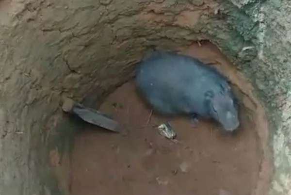 Capivara é resgatada pela PM após cair em cisterna no Paranoá