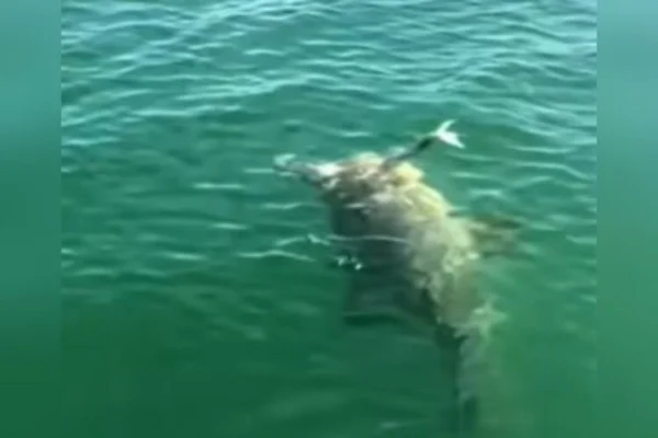 peixe engole tubarão estados unidos pesca - Metrópoles