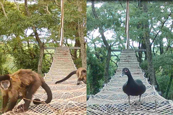 Malha ferroviária de SP recebeu instalação de passagem suspensa para a fauna. Animais como macacos-pregos foram flagradas usando a travessia - Metrópoles