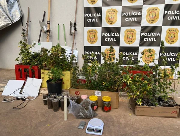 maconha apreendida