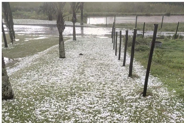 Chuva forte atingiu diferentes regiões do estado de São Paulo e o temporal provocou queda de árvores, danos em imóveis e falta de energia - Metrópoles
