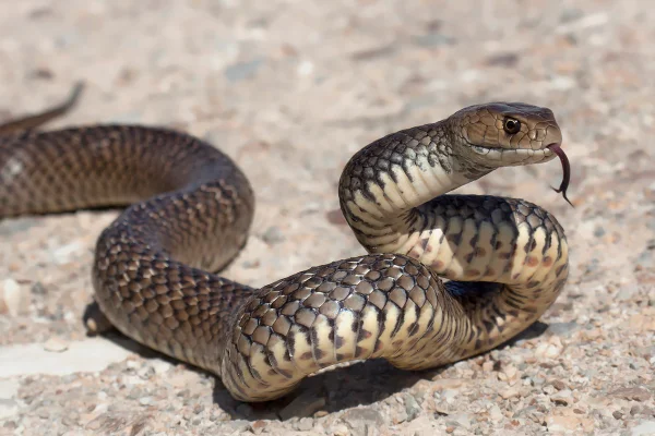 Imagem colorida de cobra marrom oriental - Metrópoles