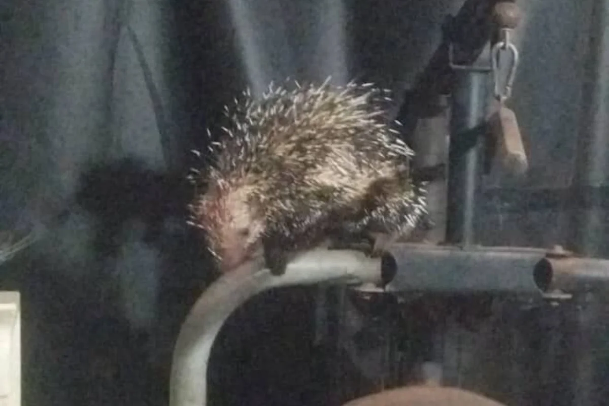 Porco-espinho resgatado