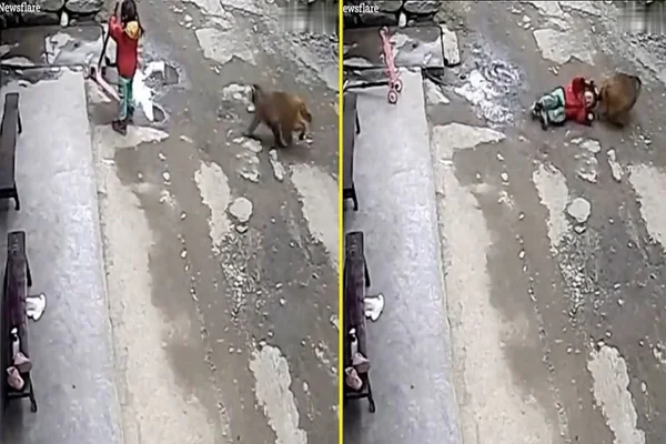 Vídeo: macaco ataca criança e a arrasta pelo cabelo na China