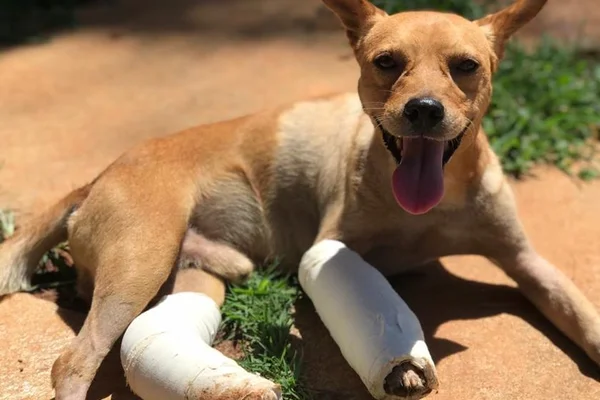 Olavo, cão jogado de janela no DF, tem alta e agora precisa de um lar