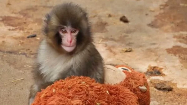Foto colorida de macaco com orangotango de pelúcia