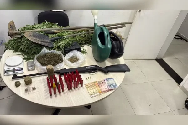 PM acha estufa de maconha e homem alega uso pessoal: “Dores no corpo”