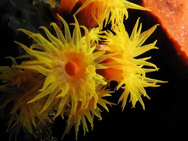 Imagem colorida de um coral-sol nas cores laranja e amarelo - Metrópoles