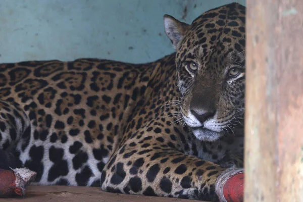 imagem colorida da onça-pintada antã resgatada no pantanal