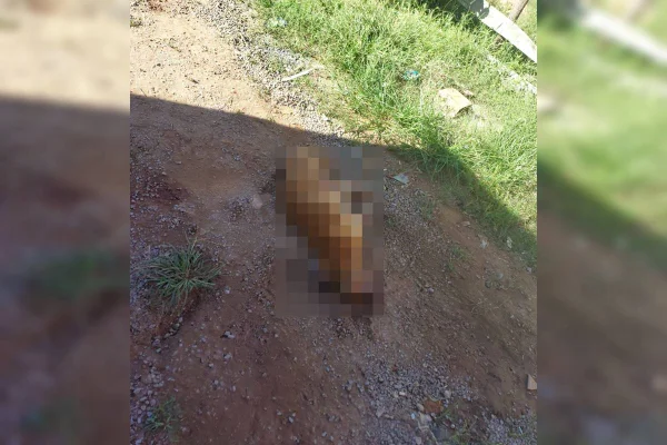 Homem enforca e mata cachorro de vizinho a pedradas no DF