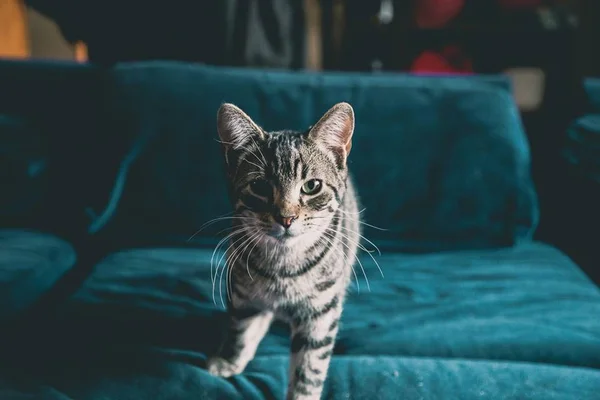 Miau! Veja 20 nomes criativos de gatos para você se inspirar