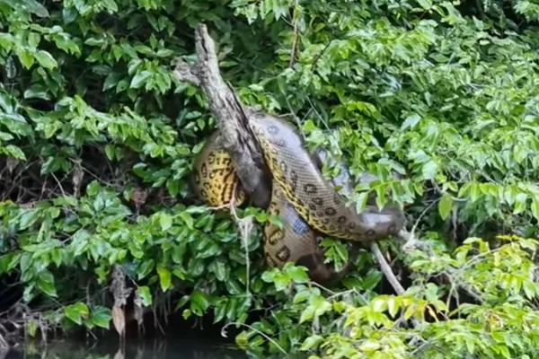 “Perigo! Tremedeira!”: vídeo mostra momento em que pescador encontra sucuri gigantesca