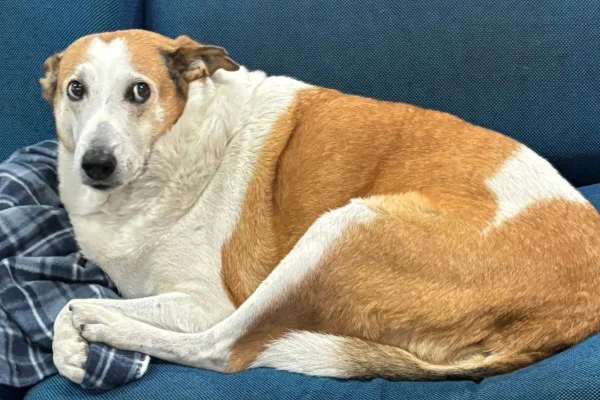 Imagem colorida de cachorro deitado no sofá