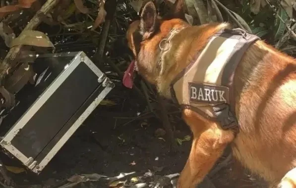 caes ajudam apreensao de drogas bahia