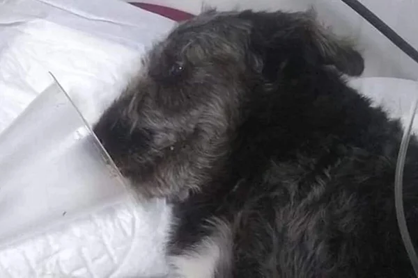 Cachorro fica internado após salvar dona de ataque de jararaca