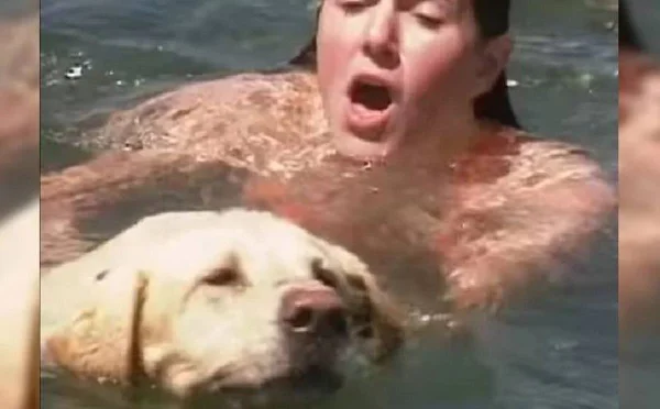 cachorro salvando mulher de afogamento