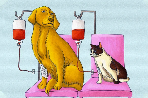 Pets doando sangue É o bicho