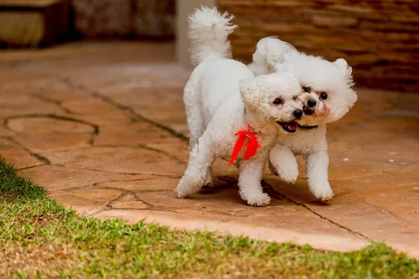 Guará recebe evento com atividades voltadas para os pets