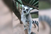 Julien é de uma espécie exclusiva da Ilha de Madagascar Julien é de uma espécie exclusiva da Ilha de Madagascar