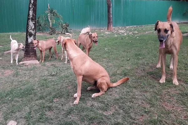Justiça do DF manda fechar abrigo e 26 cães resgatados serão desalojados