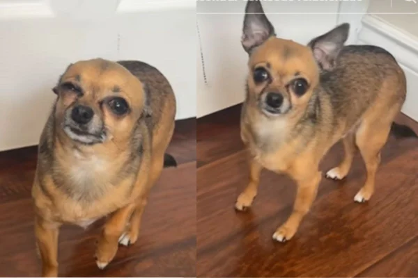 Imagem colorida de cachorro chihuahua mancando