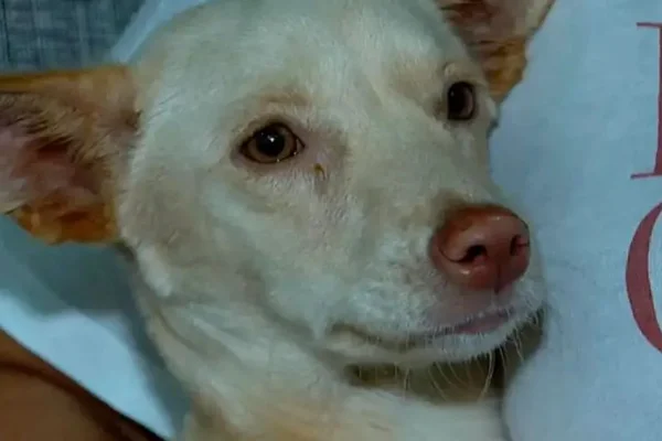 Cachorra Branquinha