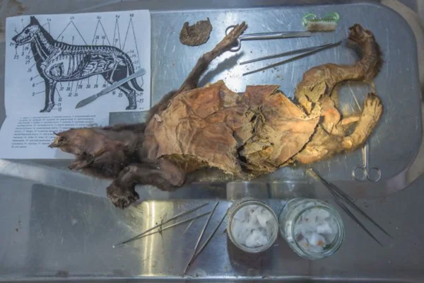 Imagem colorida mostra corpo congelado de filhote de lobo - Metrópoles